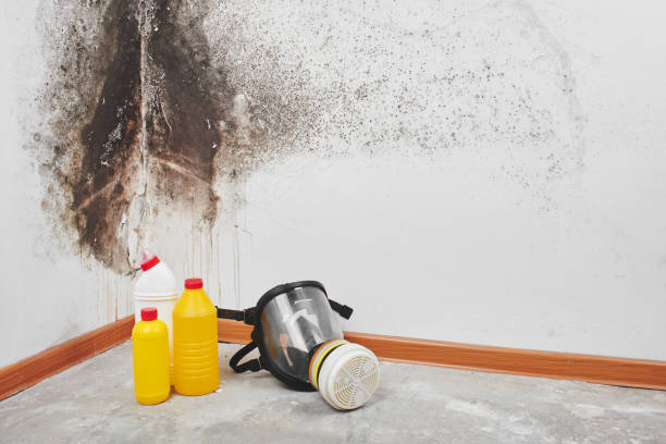 Best Office Mold Removal Services  in Apple Valley, CA