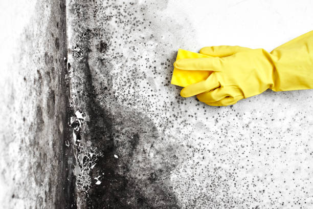 Best Mold Damage Repair  in Apple Valley, CA