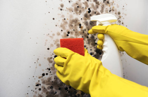 Best Certified Mold Removal  in Apple Valley, CA