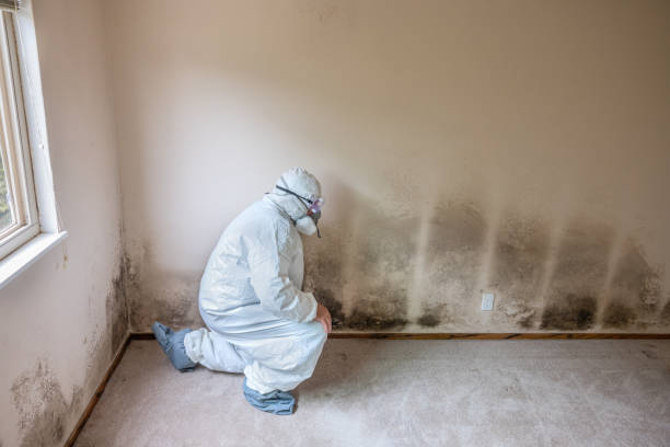 Best Mold Cleaning Services  in Apple Valley, CA