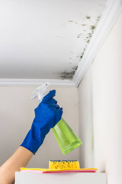 Professional Mold Removal in Apple Valley, CA