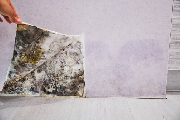 Best Emergency Mold Removal  in Apple Valley, CA